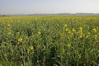 Cjp_2010_04_20_075128 (1).jpg