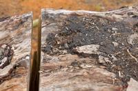 Cjp_2010_05_02_071900 (1)