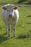 Cjp_2010_05_28_155711 (2).jpg