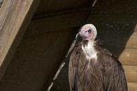 Cjp_2011_03_16_092525.jpg