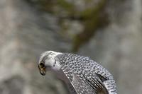 Cjp_2011_03_16_105909.jpg