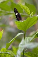 Cjp_2011_04_27_085500.jpg