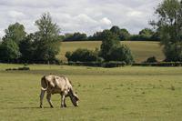 Cjp_2011_07_07_150108.jpg