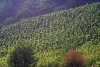 Cjp_2011_08_25_155950.jpg