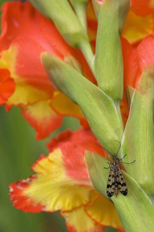 Cjp_2011_08_28_122300.jpg