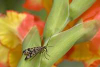 Cjp_2011_08_28_122204.jpg