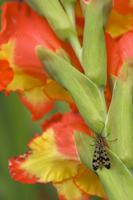 Cjp_2011_08_28_122300.jpg