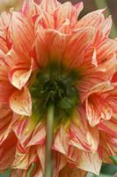Cjp_2011_08_28_122342.jpg