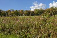 Cjp_2011_10_20_133700.jpg
