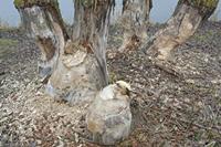 Cjp_2012_03_10_075650.jpg