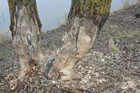 Cjp_2012_03_10_075726.jpg