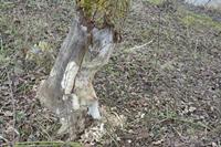 Cjp_2012_03_10_075820.jpg