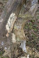 Cjp_2012_03_10_075828.jpg
