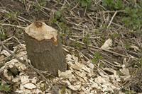Cjp_2012_03_10_092816