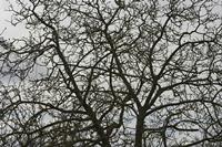 Cjp_2012_03_10_102714.jpg