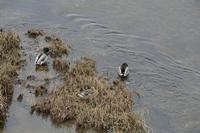 Cjp_2012_03_10_150508.jpg