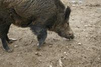 Cjp_2012_04_18_115338.jpg