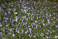 Cjp_2012_05_15_074836.jpg