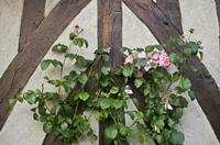 Cjp_2012_06_18_191910.jpg