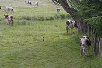 Cjp_2012_06_19_055652.jpg