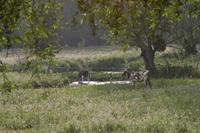 Cjp_2012_06_19_055814.jpg