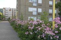 Cjp_2012_06_20_060810.jpg