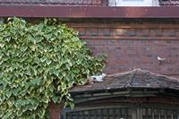 Cjp_2012_06_20_062452.jpg