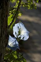 Cjp_2012_06_20_072610.jpg