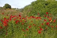 Cjp_2012_06_23_082034.jpg