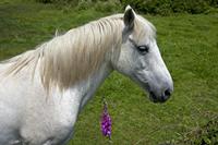 Cjp_2012_06_23_125728.jpg