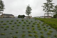 Cjp_2012_06_26_062020.jpg