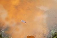 Cjp_2013_01_27_152952.jpg