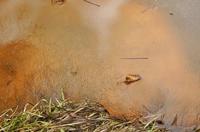 Cjp_2013_01_27_153002.jpg
