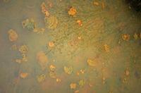 Cjp_2013_01_27_154758.jpg