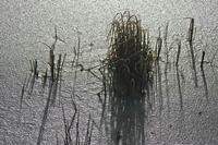 Cjp_2013_01_28_083856.jpg