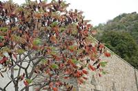 Cjp_2013_10_13_151936.jpg