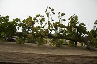 Cjp_2013_10_13_153116.jpg