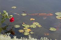 Cjp_2014_09_20_075700.jpg