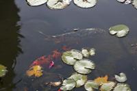 Cjp_2014_09_20_075910.jpg