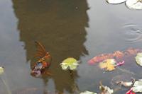 Cjp_2014_09_20_075912.jpg