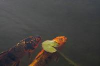 Cjp_2014_09_20_080126.jpg