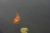 Cjp_2014_09_20_080140.jpg