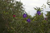 Cjp_2014_09_23_111014.jpg