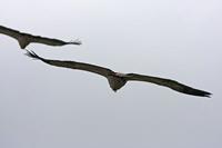 Cjp_2014_10_01_124050_3.jpg