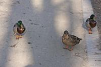 Cjp_2015_03_23_084114.jpg