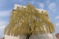 Cjp_2015_03_23_135542.jpg