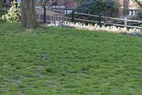 Cjp_2015_04_18_071200.jpg