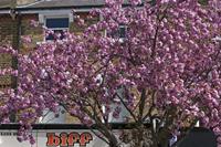 Cjp_2015_04_18_112038.jpg
