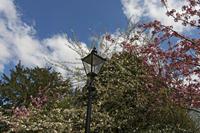 Cjp_2015_04_18_113928.jpg