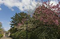 Cjp_2015_04_18_114022.jpg